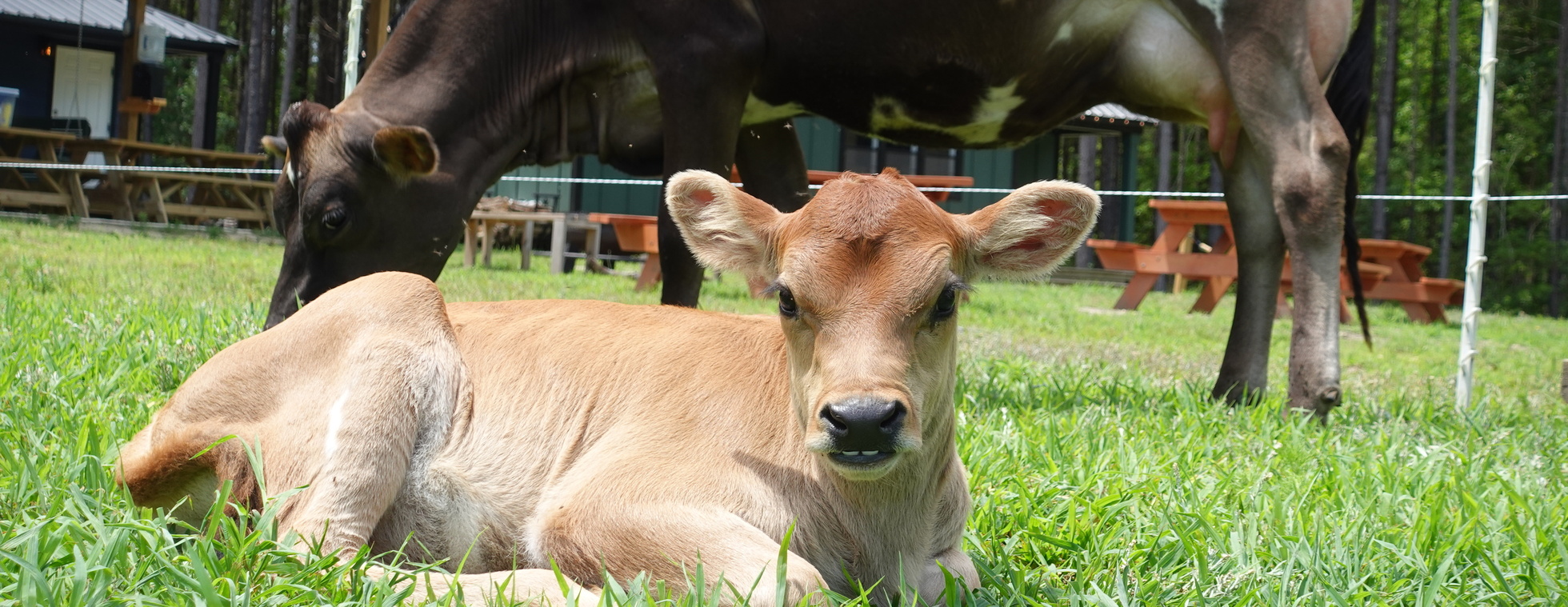 Homeschool Farm Day